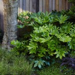 Αράλια ή Φάτσια (Aralia sieboldii – syn. Fatsia japonica) | Πράσινα Φυτά για Γλάστρα & Κήπο Φάτσια ή Αράλια (Aralia sieboldii – syn. Fatsia japonica)