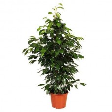 Φίκος Μπέντζαμιν Θάμνος - Φίκος Βενιαμίν (Ficus benjamina) 