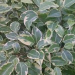 Variegated Weeping Fig Shrub (Ficus benjamina ‘Variegata’) Variegated Weeping Fig Shrub (Ficus benjamina ‘Variegata’)