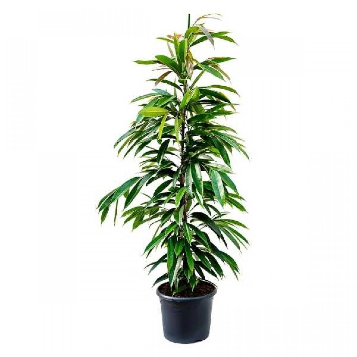 Ficus Amstel King (Ficus binnendijkii Amstel King) Ficus Amstel King (Ficus binnendijkii Amstel King) Indoor Foliage Plants