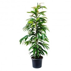 Φίκος Άμστελ Κινγκ - Ficus Amstel King
