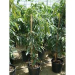 Ficus Amstel King (Ficus binnendijkii Amstel King) Ficus Amstel King (Ficus binnendijkii Amstel King) Indoor Foliage Plants