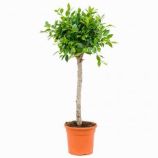 Ροδίτικος Φίκος Δέντρο (Ficus nitida - συν. Ficus Microcarpa)