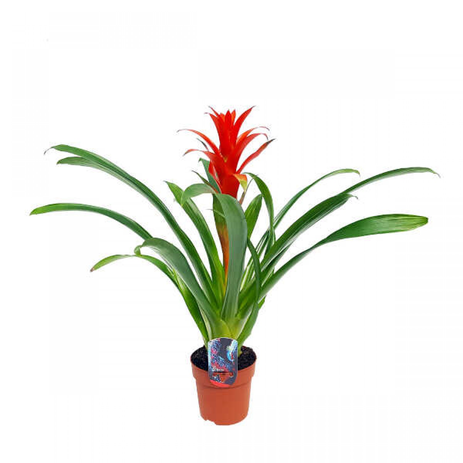 Guzmania Ostara (Guzmania ostara) Flower Plant Guzmania Ostara (Guzmania 'Ostara' or Guzmania wittmackii × Guzmania lingulata) - Flower Plant