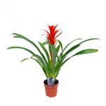 Guzmania Ostara (Guzmania ostara) Flower Plant Guzmania Ostara (Guzmania 'Ostara' or Guzmania wittmackii × Guzmania lingulata) - Flower Plant