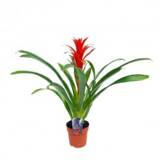 Γκουζμάνια Οστάρα (Guzmania 'Ostara' ή Guzmania wittmackii × Guzmania lingulata) Ανθοφόρο Φυτό