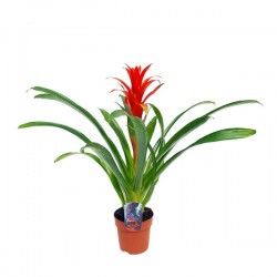 Γκουζμάνια Οστάρα (Guzmania 'Ostara' ή Guzmania wittmackii × Guzmania lingulata) Ανθοφόρο Φυτό