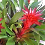 Guzmania Ostara (Guzmania ostara) Flower Plant Guzmania Ostara (Guzmania 'Ostara' or Guzmania wittmackii × Guzmania lingulata) - Flower Plant