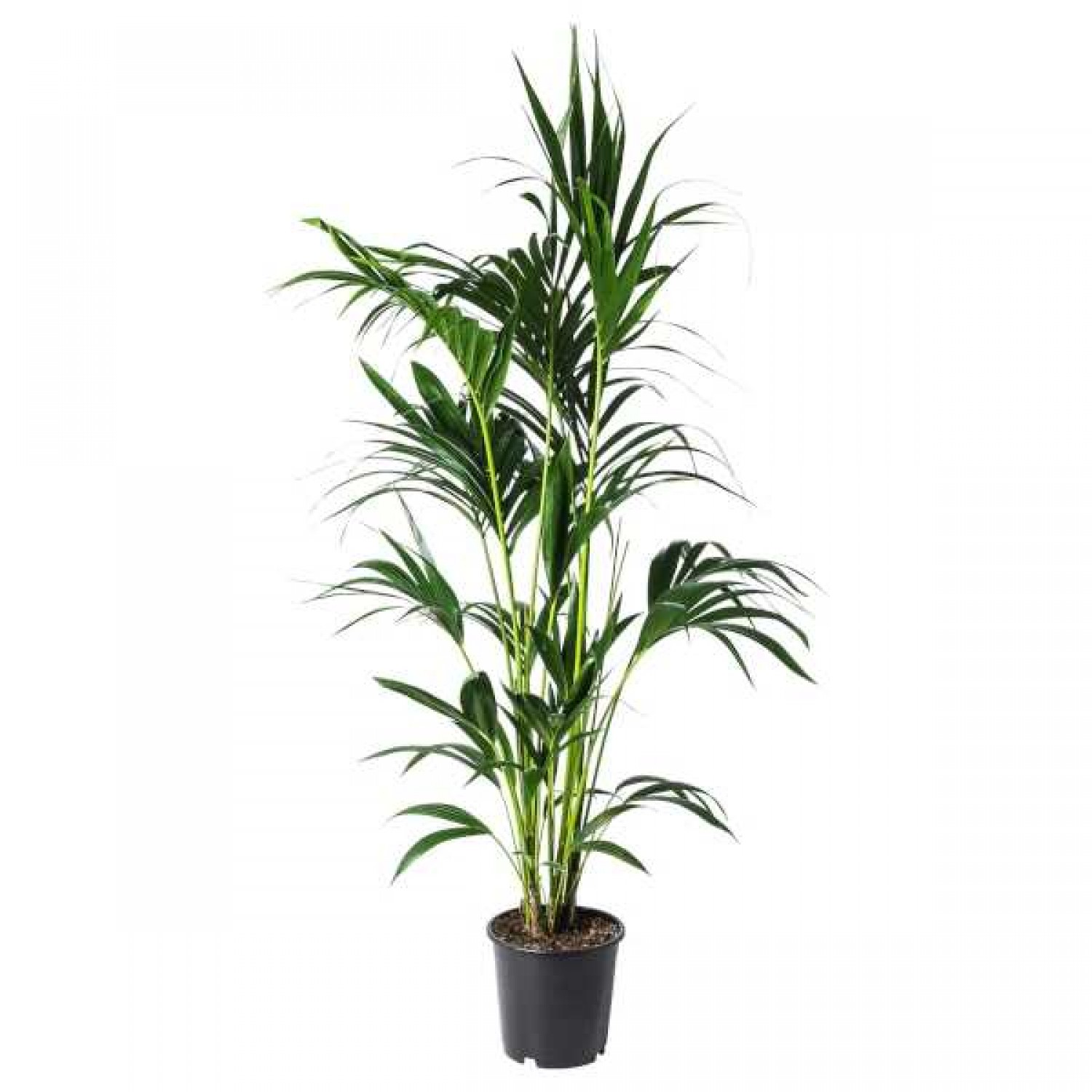 Κέντια (Howea forsteriana ή Kentia forsteriana)