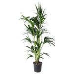 Κέντια (Howea forsteriana ή Kentia forsteriana)