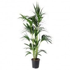 Κέντια (Howea forsteriana ή Kentia forsteriana)