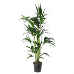 Κέντια (Howea forsteriana ή Kentia forsteriana)