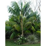 Κέντια (Howea forsteriana ή Kentia forsteriana)