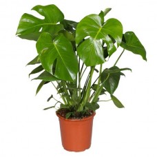 Μονστέρα ή Φιλόδενδρο (Monstera deliciosa)