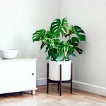 Swiss Cheese Plant (Monstera deliciosa – syn. Philodendron pertusum) | Indoor Foliage Plants Swiss Cheese Plant (Monstera deliciosa)