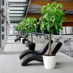 Παχίρα (Pachira aquatica) ή Καστανιά της Γουιάνας | Πράσινα Φυτά για Γλάστρα & Κήπο Παχίρα (Pachira aquatica) ή Δέντρο Χρήματος