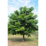 Παχίρα (Pachira aquatica) ή Καστανιά της Γουιάνας | Πράσινα Φυτά για Γλάστρα & Κήπο Παχίρα (Pachira aquatica) ή Δέντρο Χρήματος