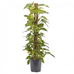 Πόθος (Epipremnum aureum-Πόθος ο χρυσός) Αναρριχώμενο Φυτό - Φυτά Πόθοι Αναρριχώμενοι-Κρεμαστοί