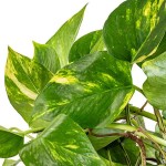 Πόθος (Epipremnum aureum-Πόθος ο χρυσός) Αναρριχώμενο Φυτό - Φυτά Πόθοι Αναρριχώμενοι-Κρεμαστοί