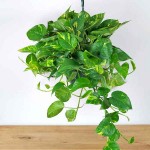 Πόθος (Epipremnum aureum-Πόθος ο χρυσός) Αναρριχώμενο Φυτό - Φυτά Πόθοι Αναρριχώμενοι-Κρεμαστοί