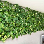 Πόθος (Epipremnum aureum-Πόθος ο χρυσός) Αναρριχώμενο Φυτό - Φυτά Πόθοι Αναρριχώμενοι-Κρεμαστοί