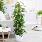 Πόθος (Epipremnum aureum-Πόθος ο χρυσός) Αναρριχώμενο Φυτό - Φυτά Πόθοι Αναρριχώμενοι-Κρεμαστοί