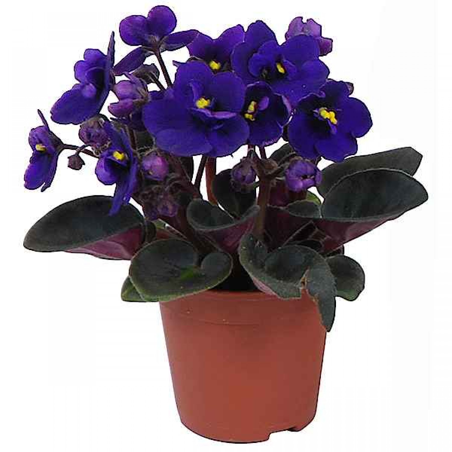 African Violet (Saintpaulia ionantha) Flowering Plant - African Violets Flowering Plants