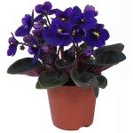 African Violet (Saintpaulia ionantha) Flowering Plant - African Violets Flowering Plants