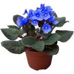 African Violet (Saintpaulia ionantha) Flowering Plant - African Violets Flowering Plants
