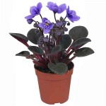 African Violet (Saintpaulia ionantha) Flowering Plant - African Violets Flowering Plants