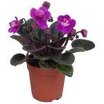 African Violet (Saintpaulia ionantha) Flowering Plant - African Violets Flowering Plants