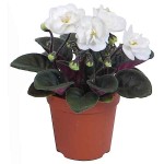 African Violet (Saintpaulia ionantha) Flowering Plant - African Violets Flowering Plants