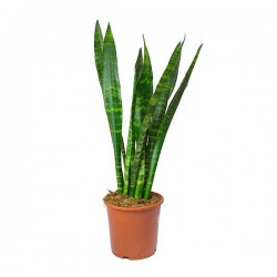 Σανσεβιέρια Black Coral (Sansevieria trifasciata ‘Black Coral’)
