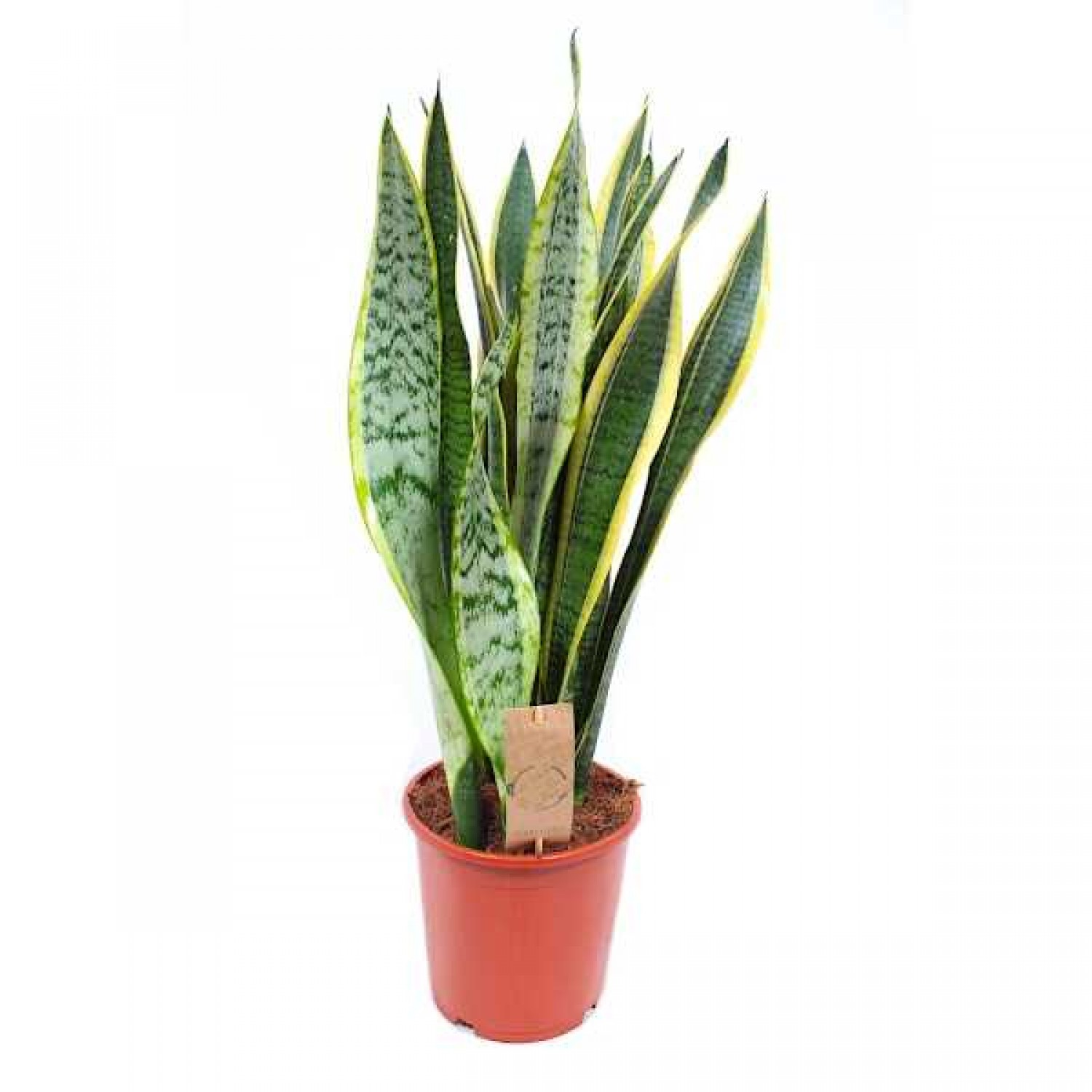 Σανσεβιέρια Πανασέ (Sansevieria trifasciata ‘Laurentii’)