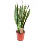 Σανσεβιέρια Πανασέ (Sansevieria trifasciata ‘Laurentii’)