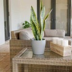 Σανσεβιέρια Πανασέ (Sansevieria trifasciata ‘Laurentii’)