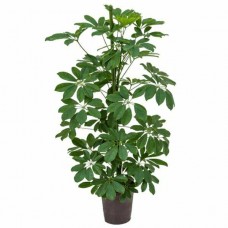 Σεφλέρα ή Ομπρελόδεντρο (Schefflera arboricola)
