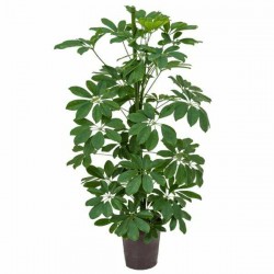 Σεφλέρα ή Ομπρελόδεντρο (Schefflera arboricola)