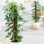Σεφλέρα ή Ομπρελόδεντρο (Schefflera arboricola)