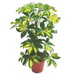 Variegated Dwarf Umbrella Tree (Schefflera arboricola 'Variegata') | Indoor Foliage Plants Variegated Dwarf Umbrella Tree (Schefflera arboricola 'Variegata')