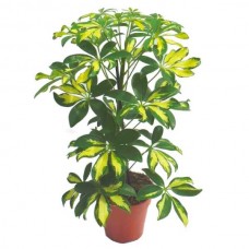 Σεφλέρα Πανασέ (Schefflera arboricola 'Variegata')