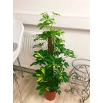 Variegated Dwarf Umbrella Tree (Schefflera arboricola 'Variegata') | Indoor Foliage Plants Variegated Dwarf Umbrella Tree (Schefflera arboricola 'Variegata')