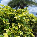 Variegated Dwarf Umbrella Tree (Schefflera arboricola 'Variegata') | Indoor Foliage Plants Variegated Dwarf Umbrella Tree (Schefflera arboricola 'Variegata')
