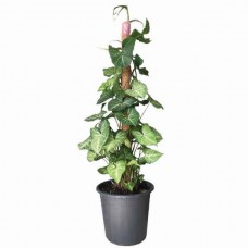 Συγκόνιο (Syngonium podophyllum-Συγκόνιο το ποδόφυλλο) Αναρριχώμενο Φυτό - Φυτά Συγκόνια Αναρριχώμενα-Κρεμαστά