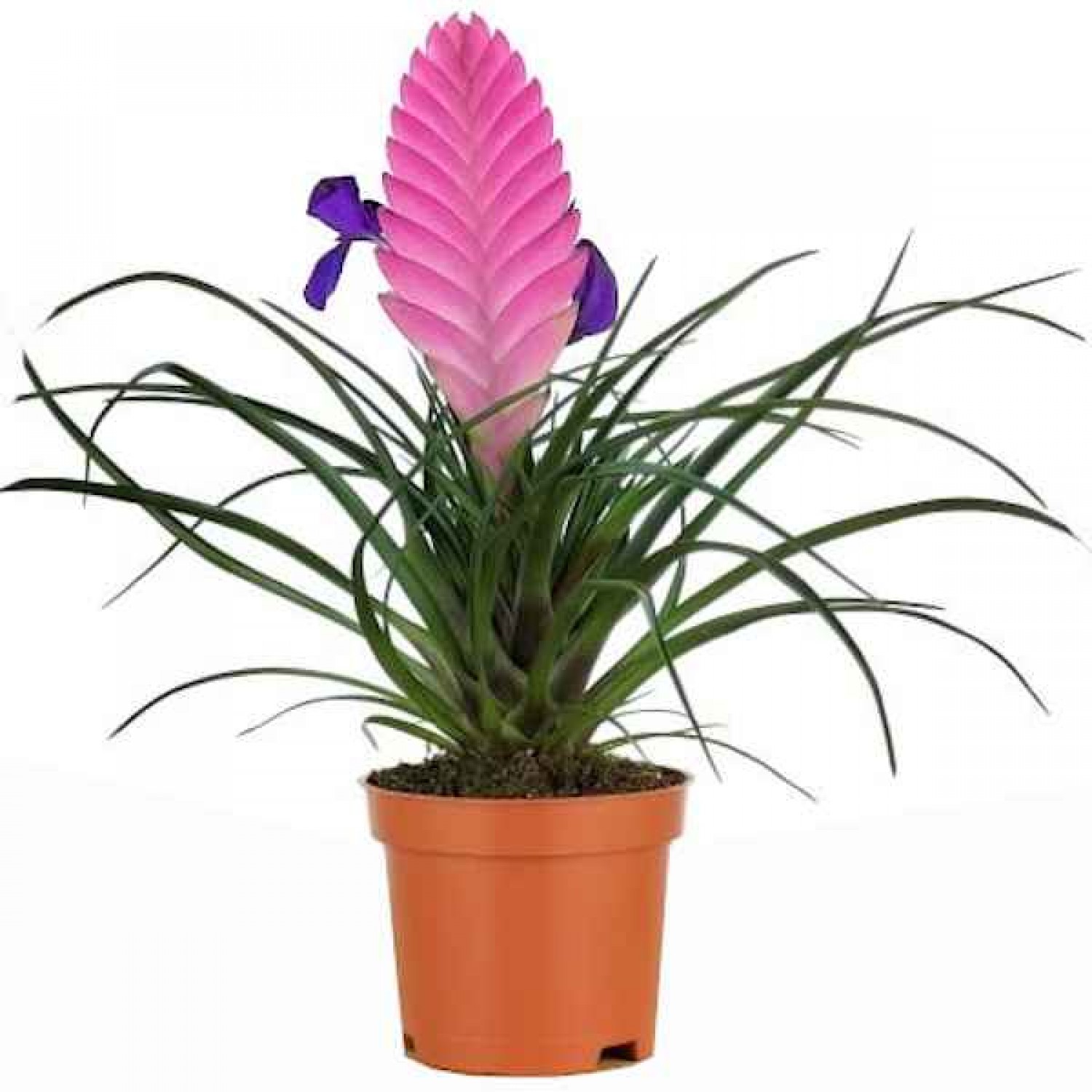 Τιλάντσια η κυανή (Tillandsia cyanea-συν. Wallisia cyanea) Φυτό - Ανθοφόρα Φυτά Τιλάντσιες