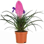 Τιλάντσια η κυανή (Tillandsia cyanea-συν. Wallisia cyanea) Φυτό - Ανθοφόρα Φυτά Τιλάντσιες