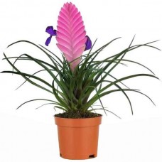 Τιλάντσια η κυανή (Tillandsia cyanea-συν. Wallisia cyanea) Φυτό - Ανθοφόρα Φυτά Τιλάντσιες