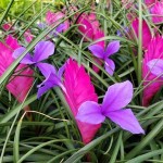 Τιλάντσια η κυανή (Tillandsia cyanea-συν. Wallisia cyanea) Φυτό - Ανθοφόρα Φυτά Τιλάντσιες