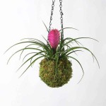 Τιλάντσια η κυανή (Tillandsia cyanea-συν. Wallisia cyanea) Φυτό - Ανθοφόρα Φυτά Τιλάντσιες