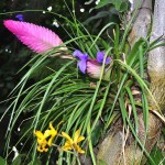 Τιλάντσια η κυανή (Tillandsia cyanea-συν. Wallisia cyanea) Φυτό - Ανθοφόρα Φυτά Τιλάντσιες